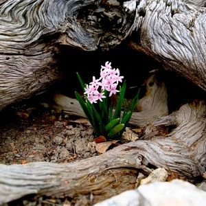 Meet your Posher, Amie